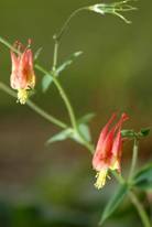 Wild Columbine